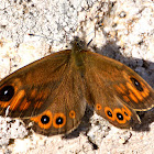 Large Wall Brown; Pedregosa