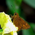 Prusiana Grass Skipper