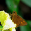 Prusiana Grass Skipper