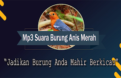 Suara Burung Anis Merah Betina Offline