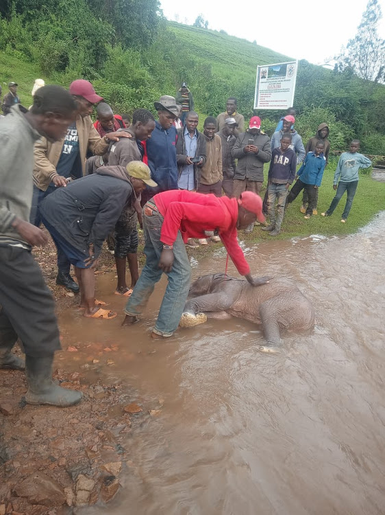 Residents view the baby elephant in the river in Bomet on May 3, 2023.