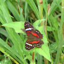 Scalet peacock