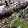 Pasqueflower