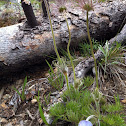 Pasqueflower