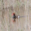 Red-crested Pochard; Pato Colorado