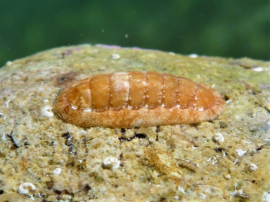 Chiton