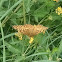 Variegated Fritillary