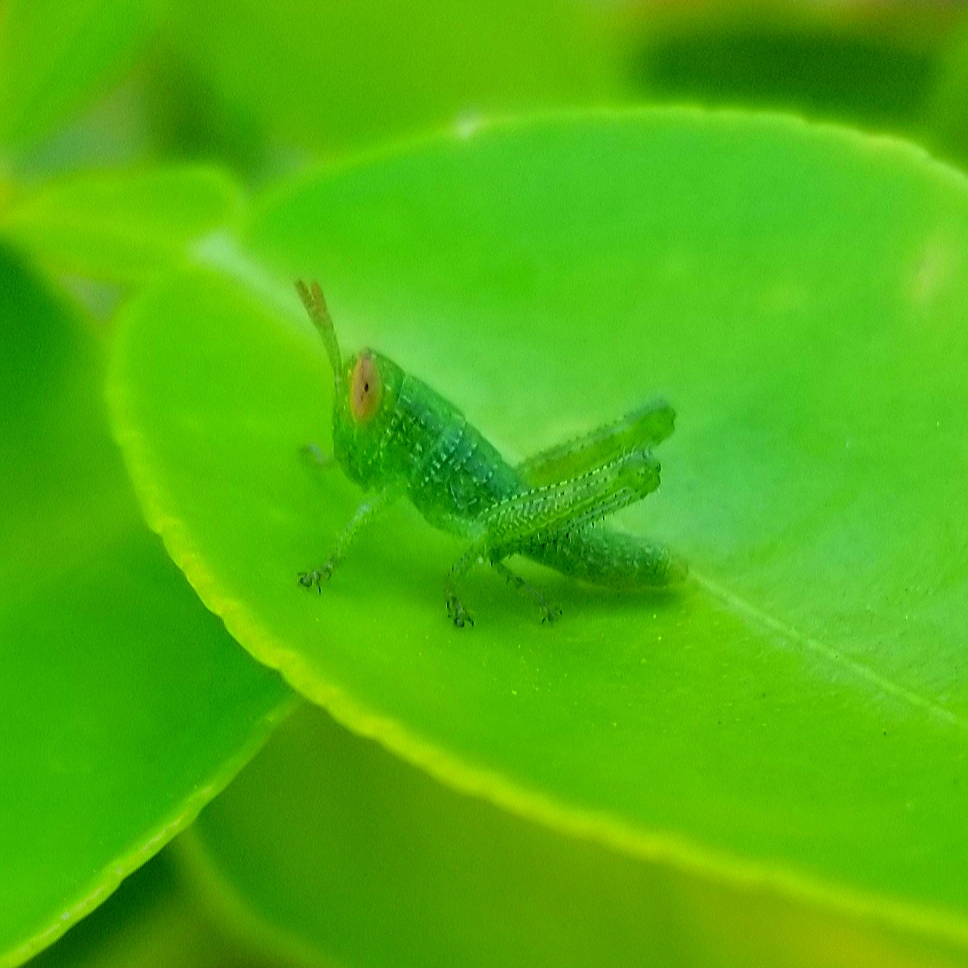 Bird grasshopper (nymph)