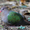 Emerald Dove