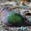 Emerald Dove