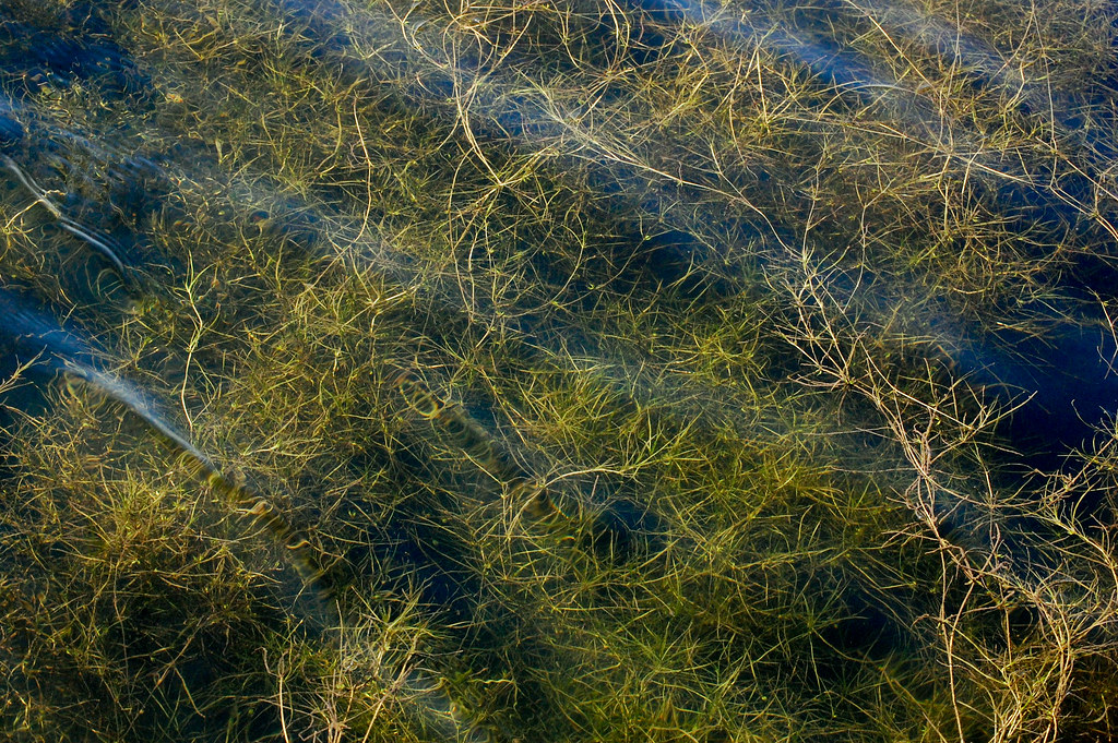 Horned pondweed