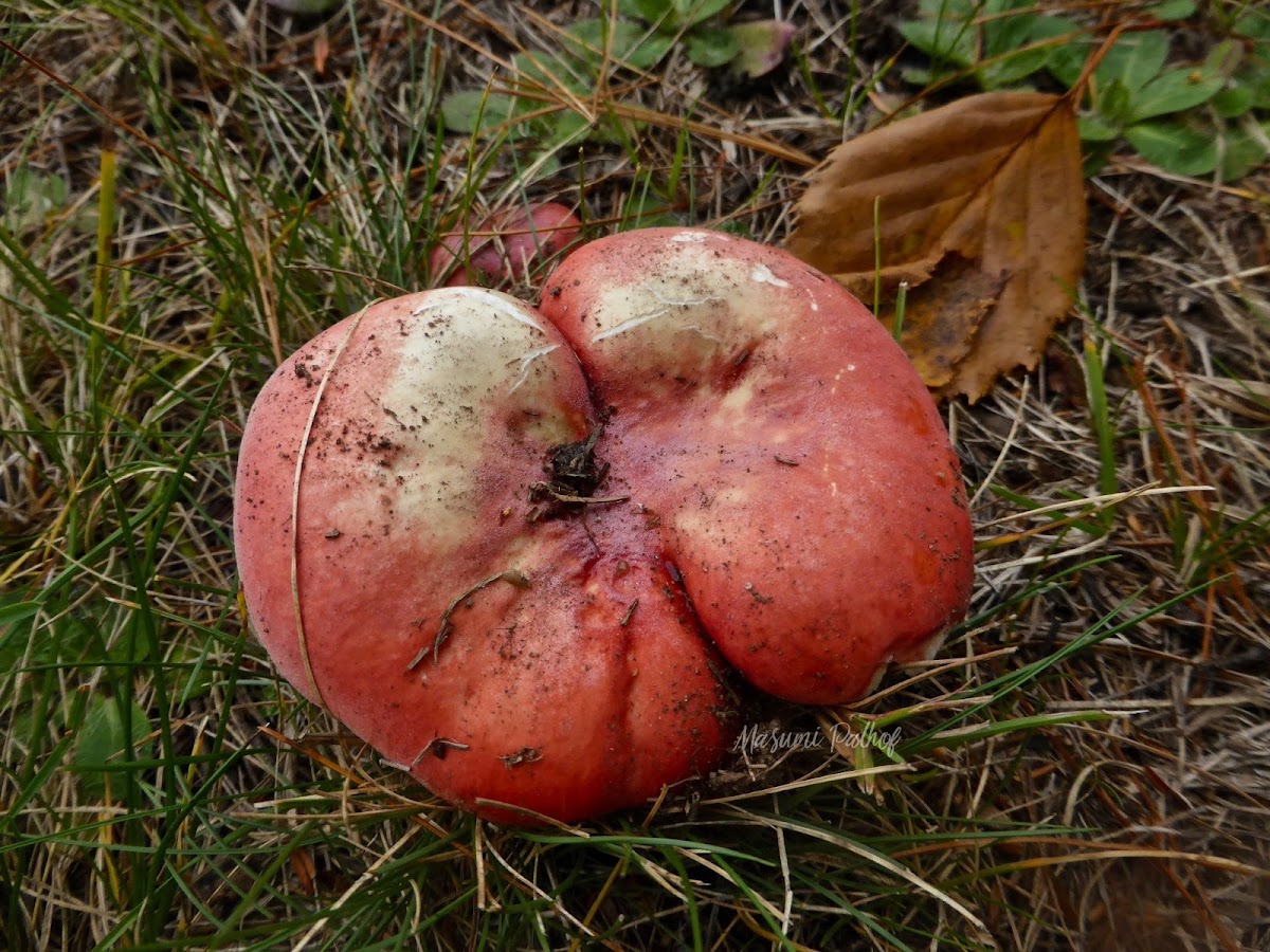 Russula