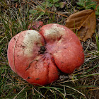 Russula