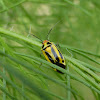 Four-lined Plant Bug