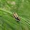 Four-lined Plant Bug