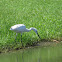 Little Egret