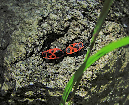  Pyrrhocoris apterus innamorati di Antopaga