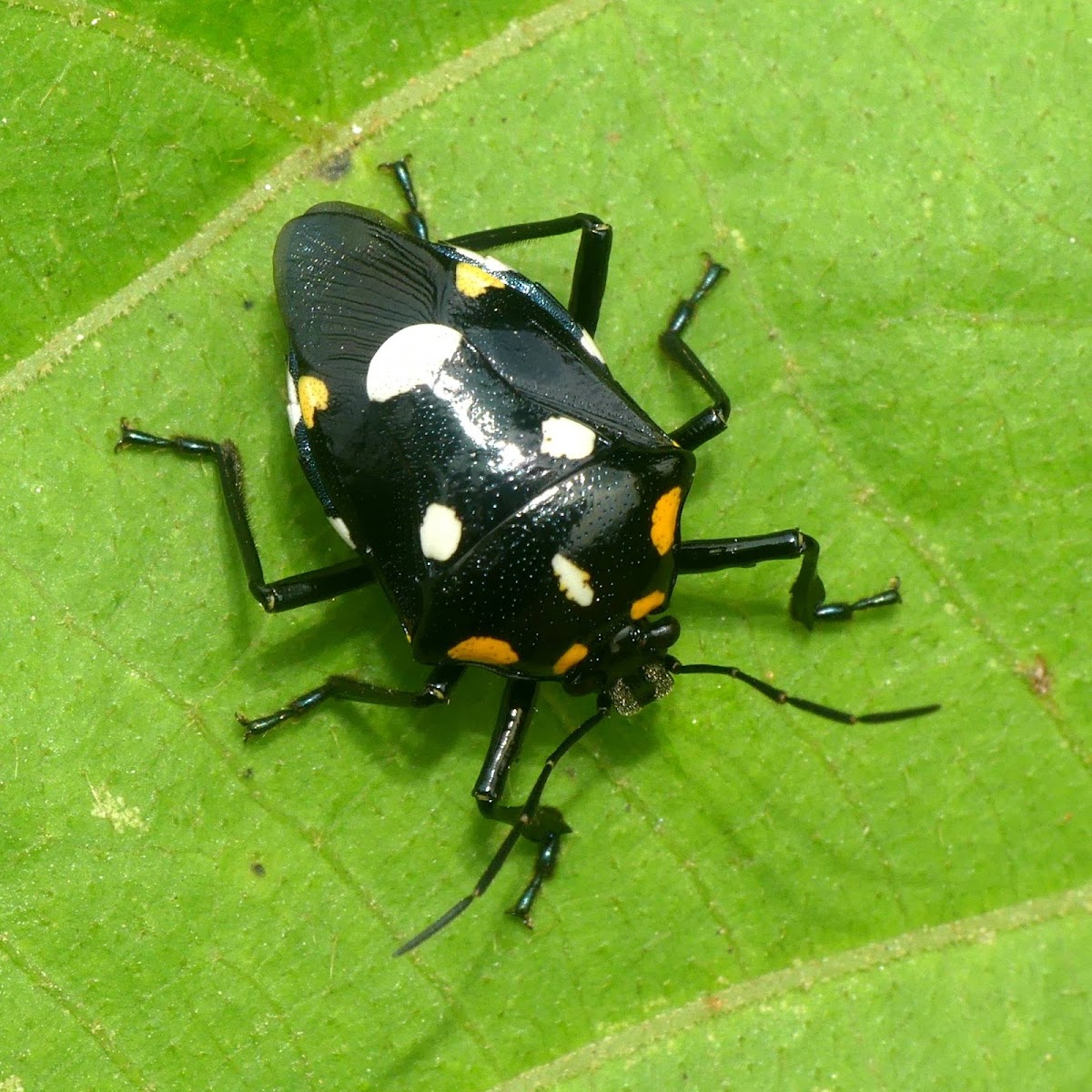 shieldbug