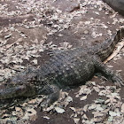 American Alligator