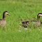 Teal - Red-billed Teal