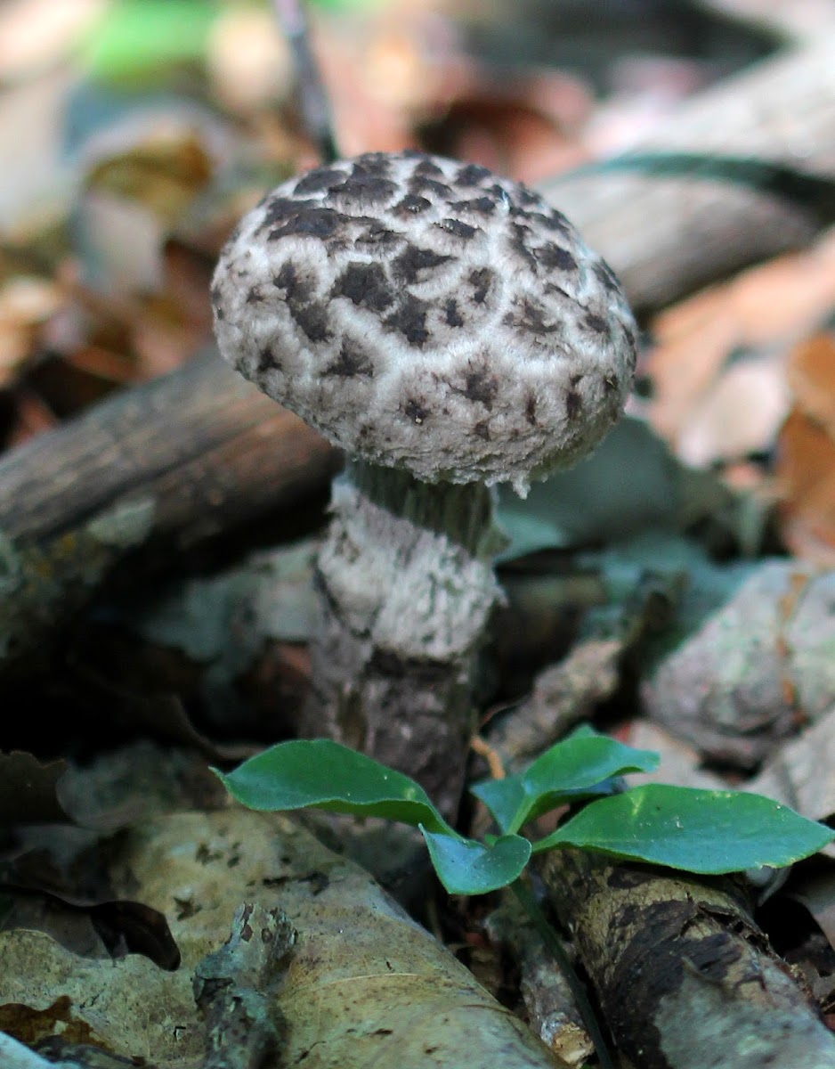 Old Man of the Woods