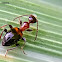 Antlike flower beetle