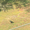 American Crow