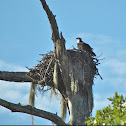 Osprey