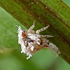 Acanaloniid Planthopper