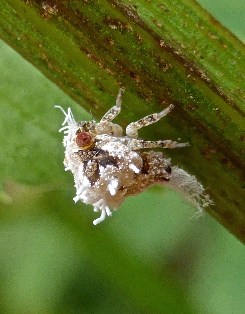 Acanaloniid Planthopper