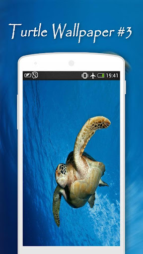 Turtle Wallpapers