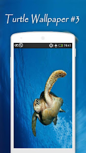 Turtle Wallpapers(圖4)-速報App