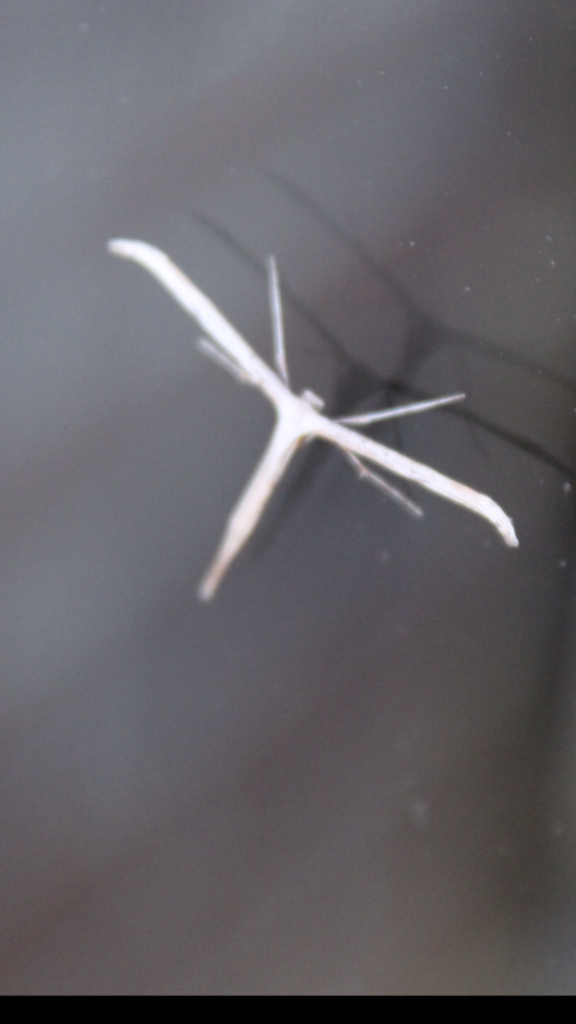 Plume moth