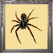 Spider Prank Mirror 1.0 Icon