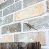 Carolina green anole