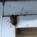 Stink bug