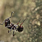 Primitive Stinging Ant