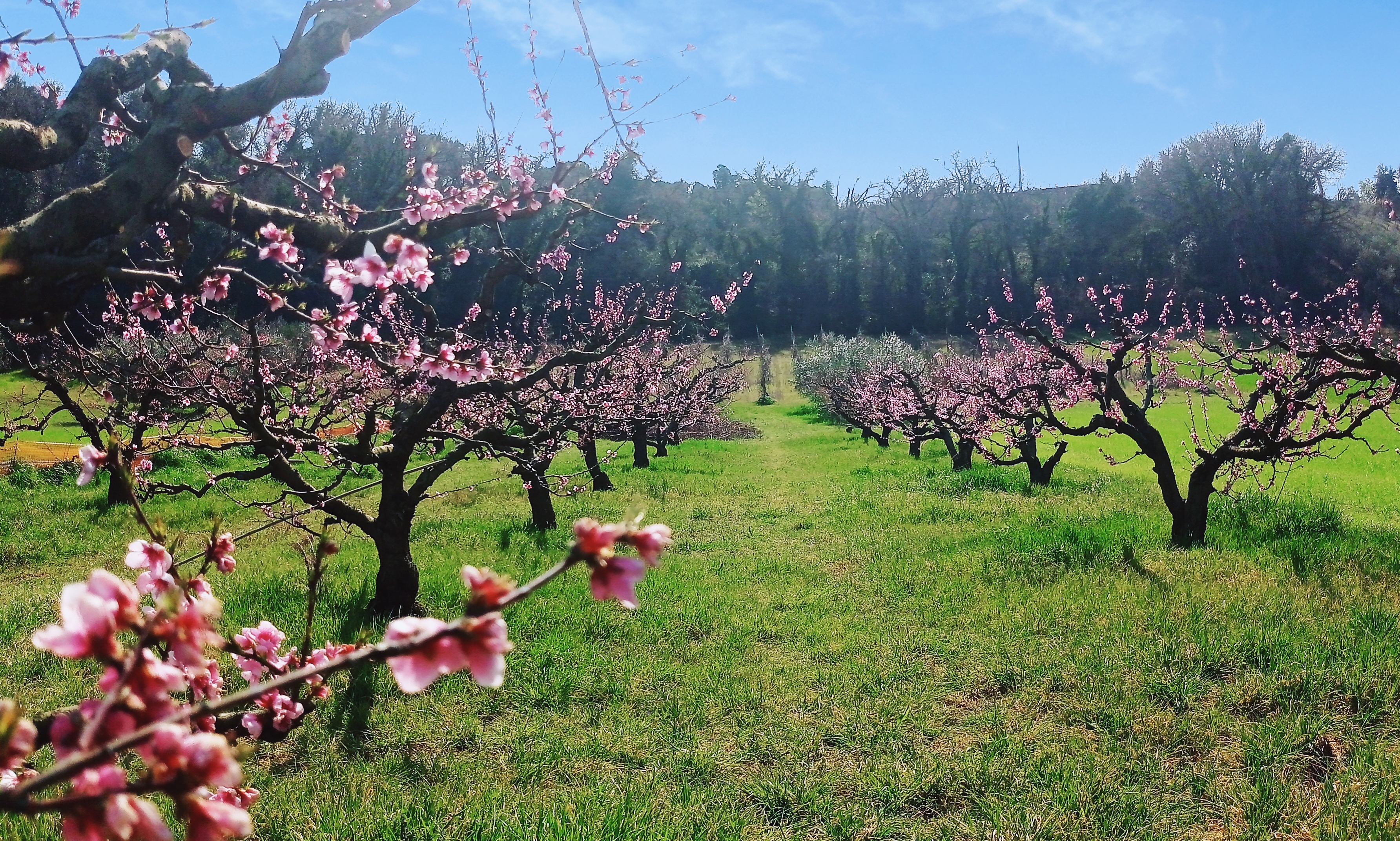 un tocco di rosa di fotomi