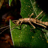 Stick Insect, Phasmid