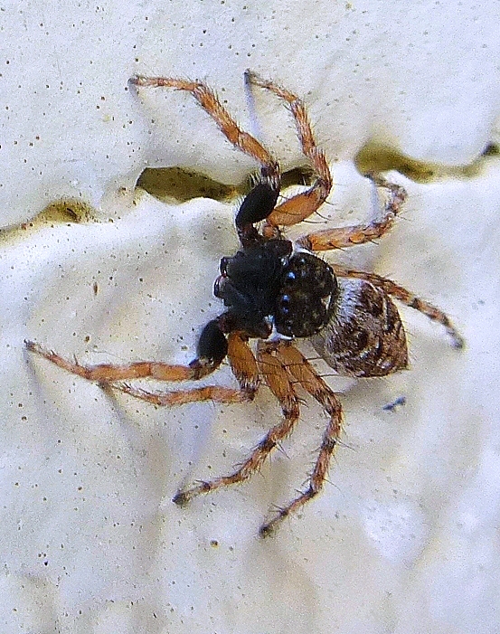 Jumping spider