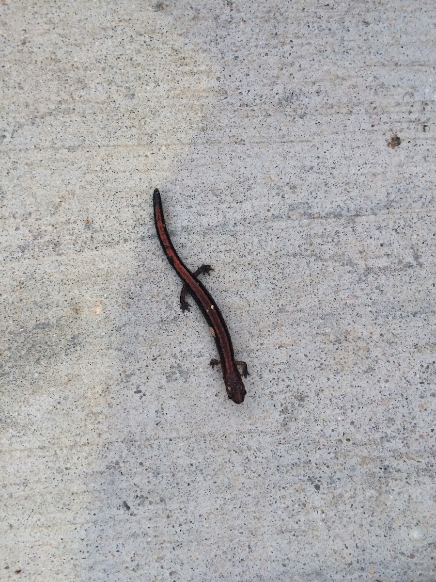 Eastern Red-backed Salamander