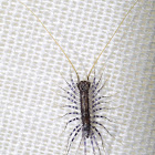 Baby House Centipede