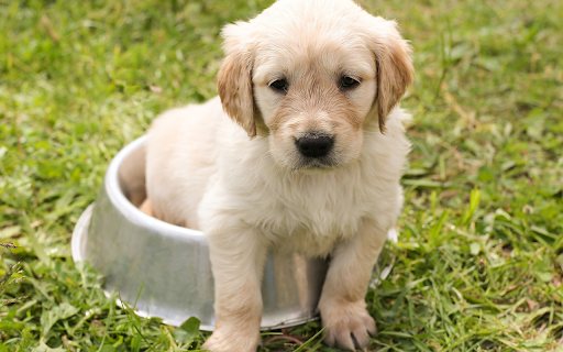 White fur puppy