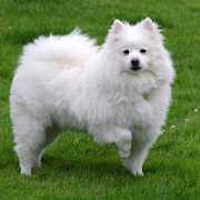 American Eskimo Dogs Wallpaper 1.0 Icon