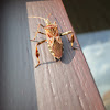 Western conifer seed bug