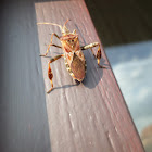 Western conifer seed bug