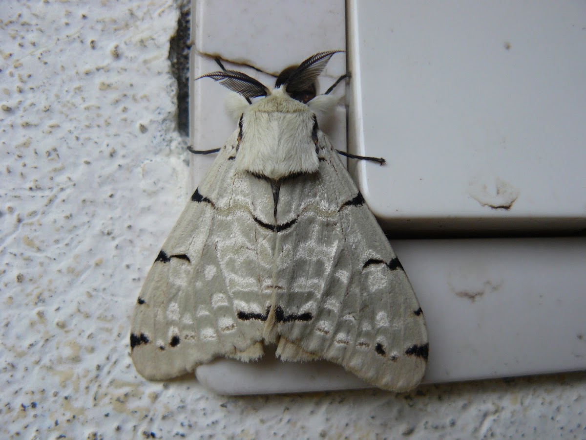 Velutina Moth