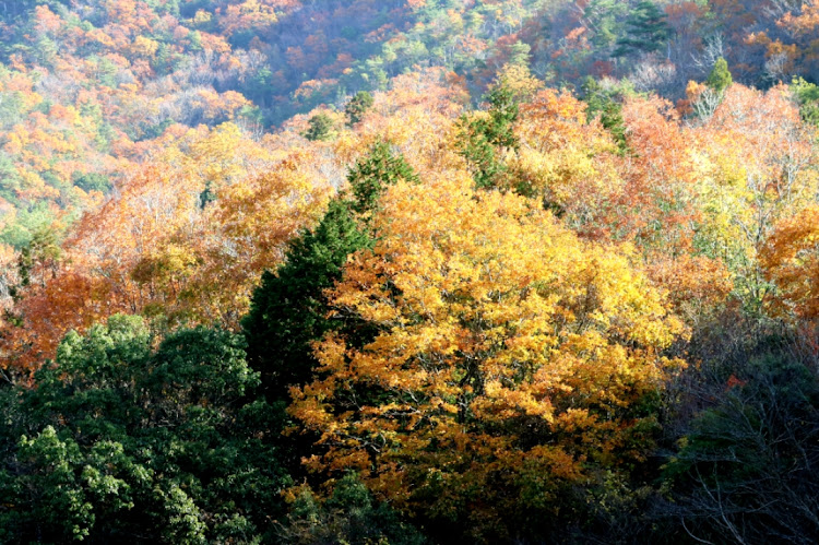 カローラフィールダーの一眼・タイヤ交換・紅葉・DIYに関するカスタム事例の投稿画像3枚目