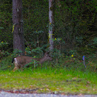 Columbian Blacktail Deer