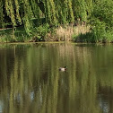 Mallard Duck